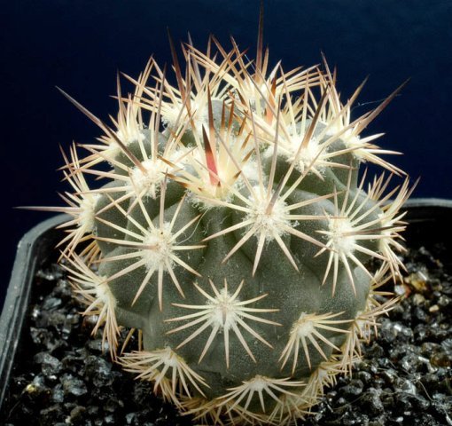 Echinomastus_warnockii_v_kakui